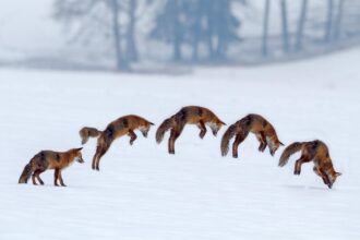 Kai pagalvoji, keista vieta ta gamtos karalija – tiek pat kupina žiaurumų, kiek ir švelnumo. Ir visiškai negailestinga.