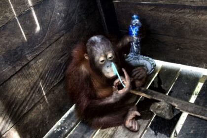 Ketverių metų orangutangas, vardu Kotap, pusę savo gyvenimo praleidęs medinėje, vos dešimties pėdų dydžio dėžėje, pagaliau, pajunta gaivaus oro gūsį.