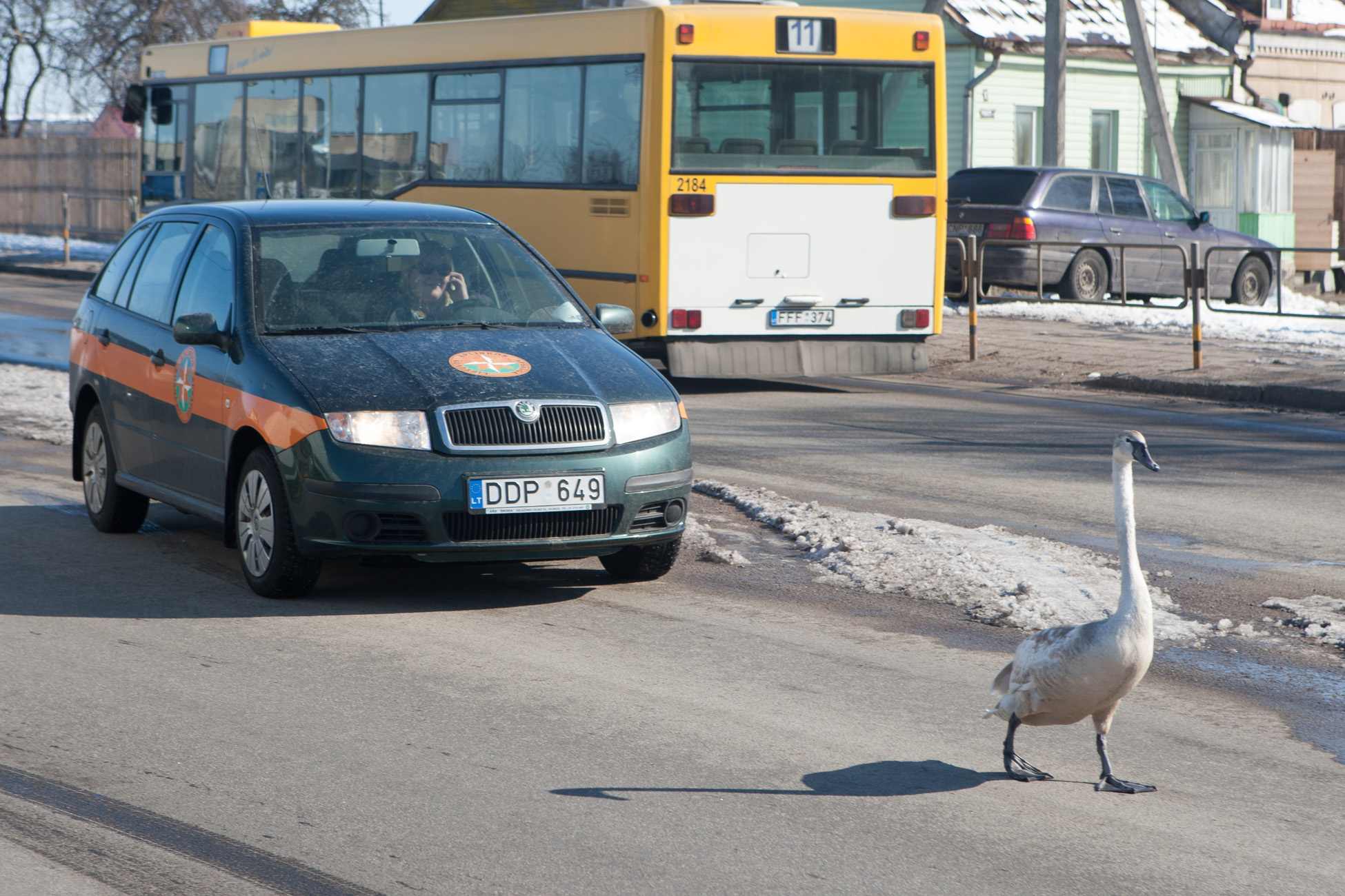 Aplinkosaugininkams vis dažniau tenka gelbėti į civilizacijos gniaužtus pakliūvančius gyvūnus. Nors miesto teritorijoje dažnam jų ne vieta, laukinės gamtos atstovai nuolat čionai atklysta.