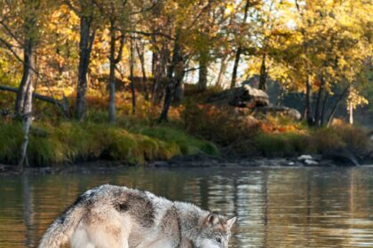 Iš Lietuvos miškuose dar likusių plėšrūnų nė vienas pastaraisiais metais nėra taip aptarinėjamas, keikiamas ir ginamas, kaip vilkas. Apie tai, kuo šis žvėris nusipelnė tokio dėmesio, kalbėjomės su gamtininku Selemonu PALTANAVIČIUMI.