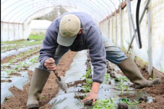 Daržovių augintojai pastaraisiais metais susiduria su gamtos primestais iššūkiais, o šį, naujojo derliaus sezoną dar jaukia ir pandemija.