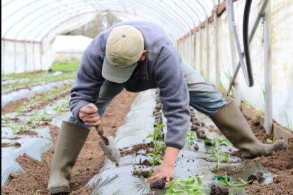 Daržovių augintojai pastaraisiais metais susiduria su gamtos primestais iššūkiais, o šį, naujojo derliaus sezoną dar jaukia ir pandemija.