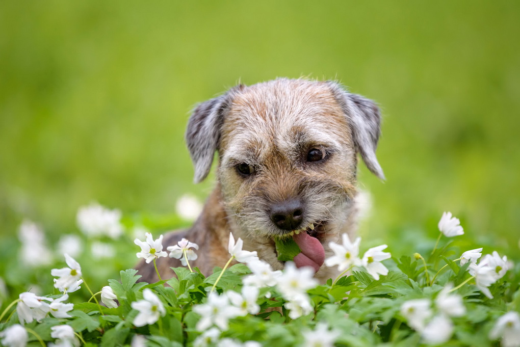 G. KARALIŪNAITĖS nuotr.