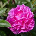 P. ŽIDONIO nuotraukos