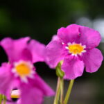 P. ŽIDONIO nuotraukos