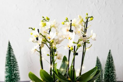 Auginti orchidėjas iš tiesų nėra taip sudėtinga, kaip atrodo. Pakanka išmanyti šių nuostabių augalų gyvenimo ciklą ir jų poreikius skirtingais metų laikais.