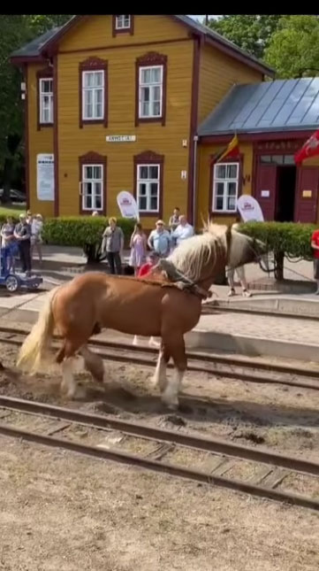 Gyvūnų globėjai tokią „Aukštaitijos siaurojo geležinkelio“ pramogą įvardijo žirgų kankinimo akcija, o vaizdo įrašą peržiūrėję veterinarijos specialistai pripažino irgi norėję nusukti akis. Sustabdytas kadras iš L. Fergizo vaizdo įrašo.