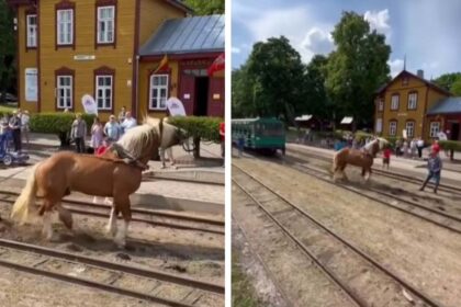 Vaizdas, kaip Lietuvos sunkieji arkliai įkinkyti tempia siauruko traukinio vagonus, ne vienam tradicinės šventės „Bėk bėk, žirgeli!“ Anykščiuose dalyviui sukėlė pasibaisėjimą.