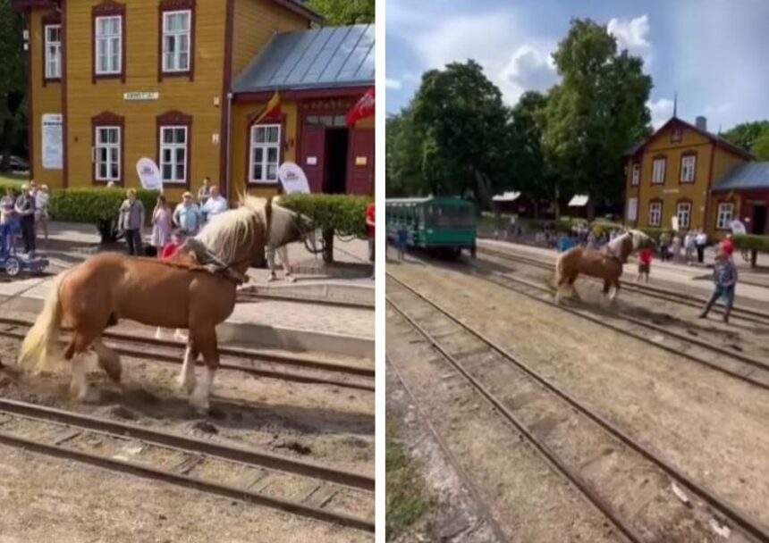 Vaizdas, kaip Lietuvos sunkieji arkliai įkinkyti tempia siauruko traukinio vagonus, ne vienam tradicinės šventės „Bėk bėk, žirgeli!“ Anykščiuose dalyviui sukėlė pasibaisėjimą.
